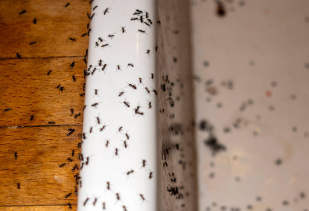 Best Spider Control Near Me  in Inkster, MI