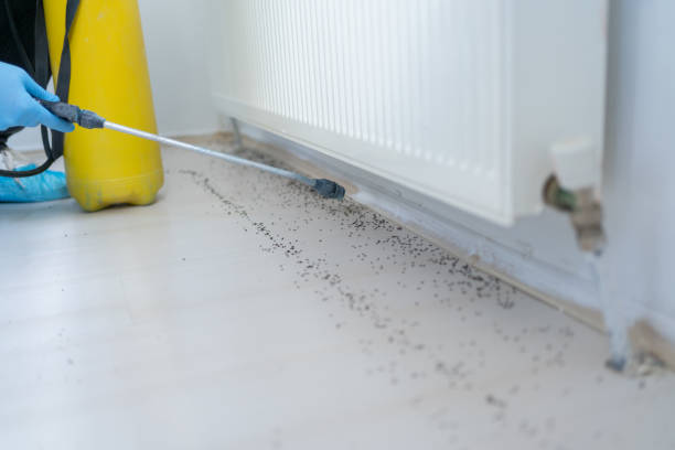 Best Rat Extermination Near Me  in Inkster, MI