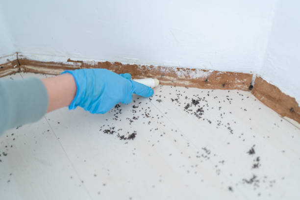 Best Emergency Pest Control  in Inkster, MI